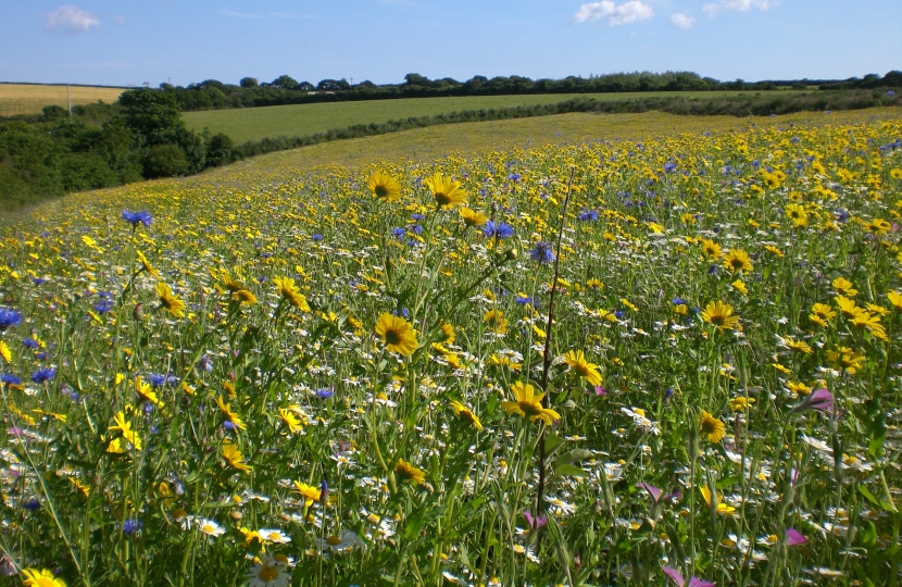 Field near Frenchman's Creek