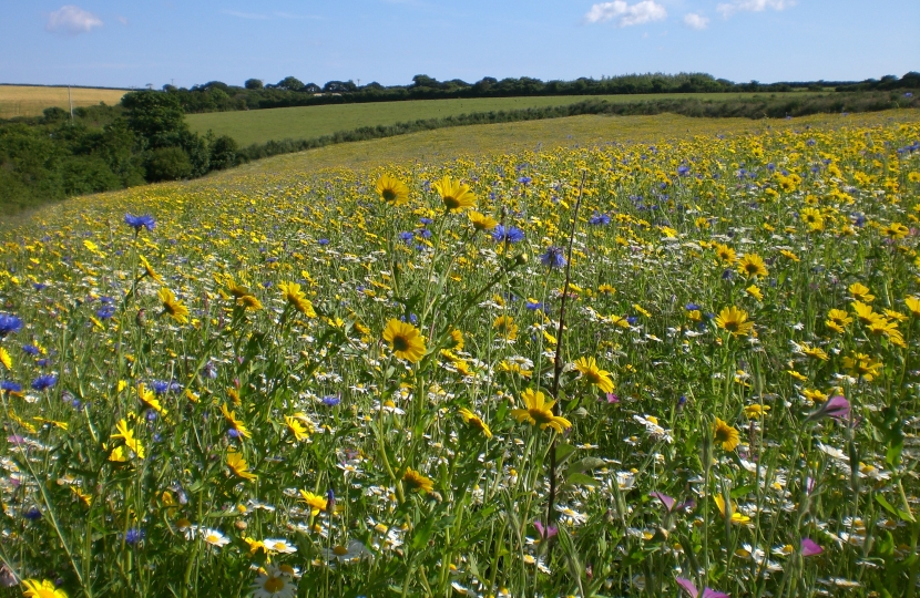 Field near Frenchman's Creek