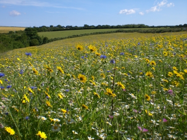 Field near Frenchman's Creek