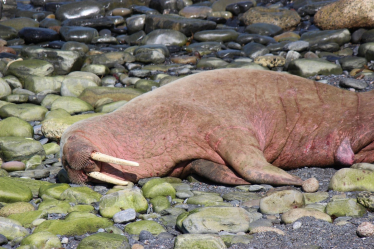 Wally the Walrus